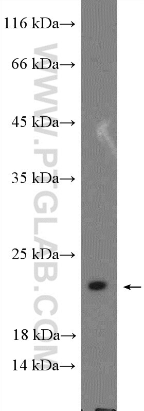 Western Blot (WB) analysis of HepG2 cells using MRPL18 Polyclonal antibody (15178-1-AP)