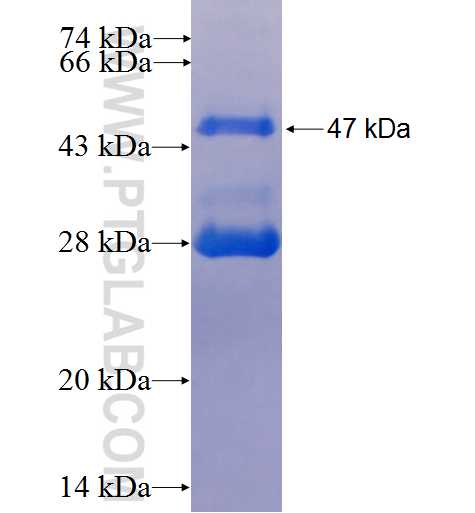 MRPL18 fusion protein Ag7096 SDS-PAGE