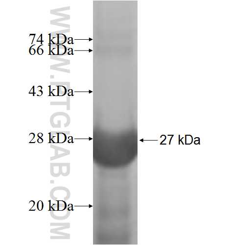 MRPL18 fusion protein Ag7411 SDS-PAGE
