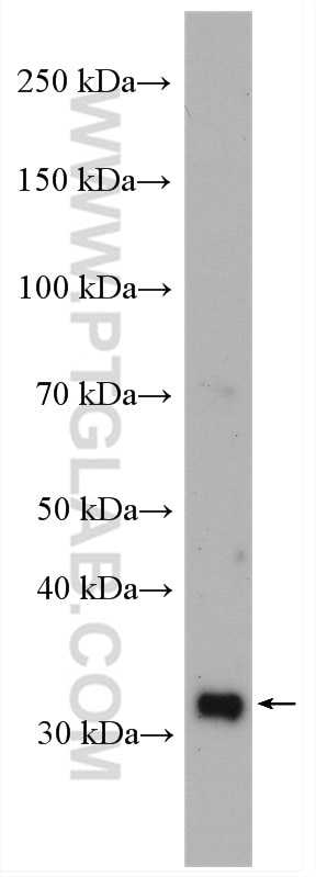 Western Blot (WB) analysis of mouse liver tissue using MRPL19 Polyclonal antibody (16517-1-AP)