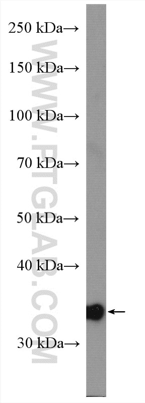 Western Blot (WB) analysis of mouse kidney tissue using MRPL19 Polyclonal antibody (16517-1-AP)