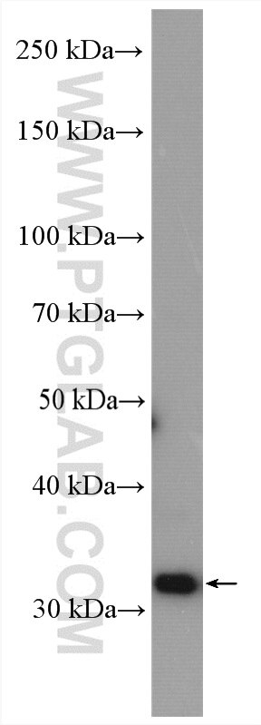 Western Blot (WB) analysis of HeLa cells using MRPL19 Polyclonal antibody (16517-1-AP)