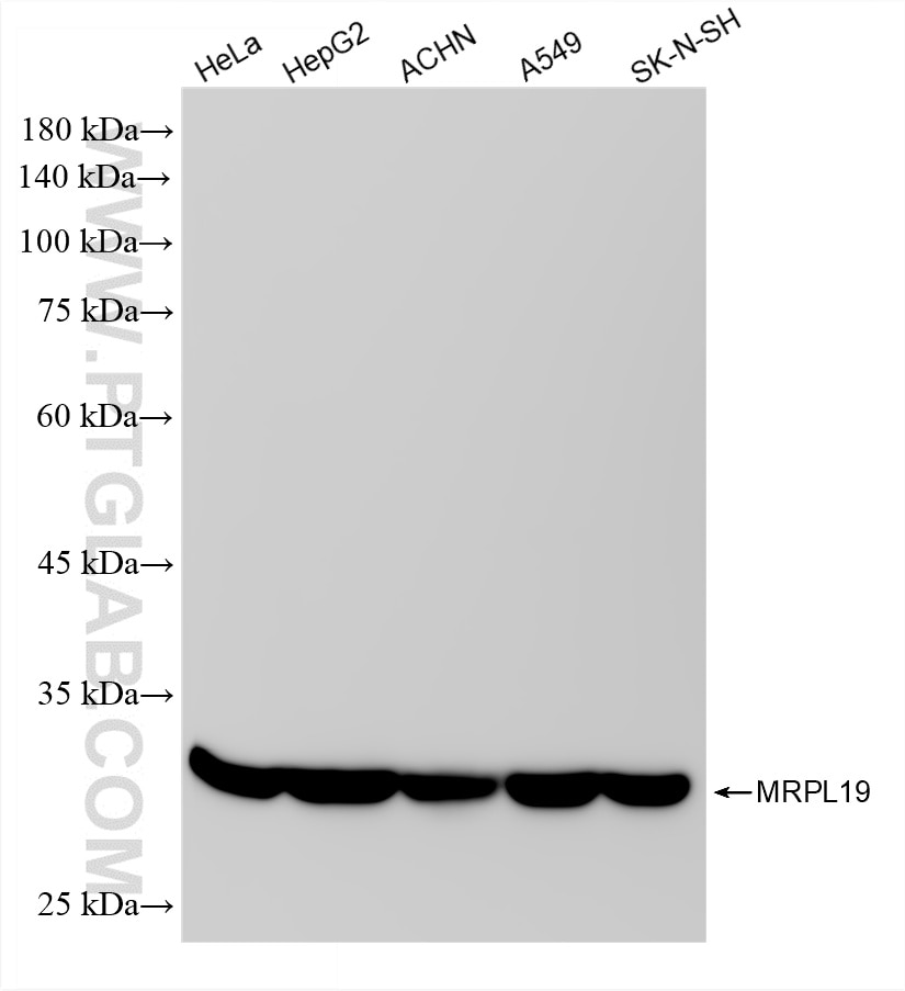 Western Blot (WB) analysis of various lysates using MRPL19 Recombinant monoclonal antibody (87422-1-RR)