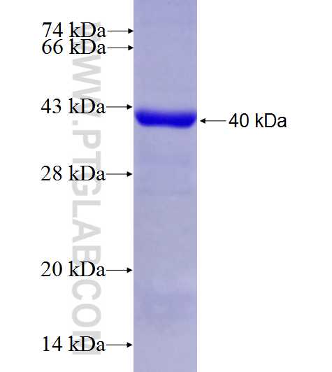 MRPL19 fusion protein Ag9677 SDS-PAGE