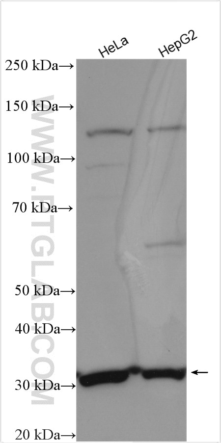 Western Blot (WB) analysis of various lysates using MRPL2 Polyclonal antibody (16492-1-AP)