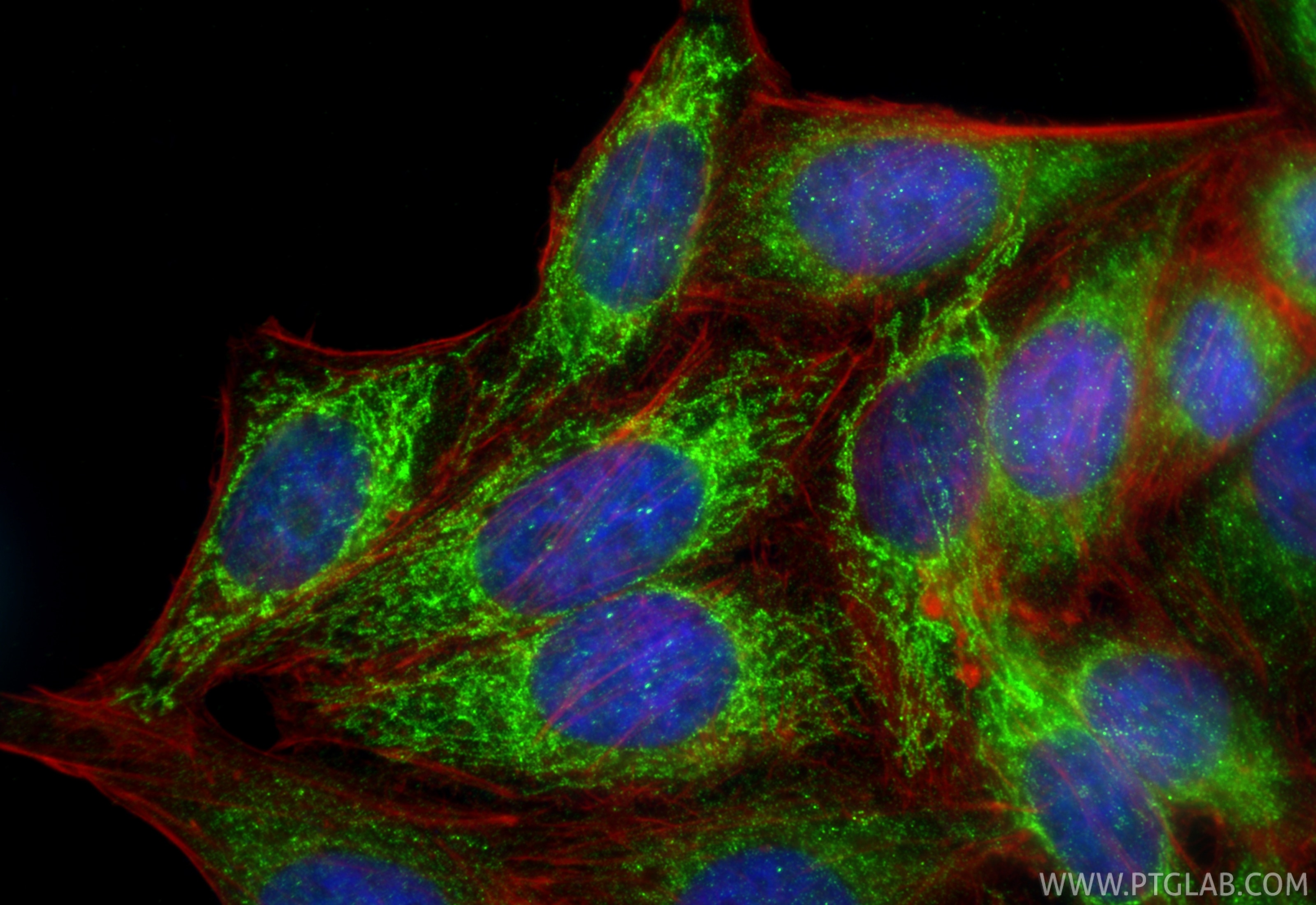 Immunofluorescent analysis of (4% PFA) fixed HepG2 cells using MRPL20 antibody (16969-1-AP) at dilution of 1:200 and CoraLite®488-Conjugated Goat Anti-Rabbit IgG(H+L) (SA00013-2), CL594-phalloidin (red). Immunofluorescence (IF) / fluorescent staining of HepG2 cells using MRPL20 Polyclonal antibody (16969-1-AP)