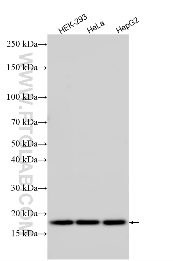 Various lysates were subjected to SDS PAGE followed by western blot with 16969-1-AP (MRPL20 antibody) at dilution of 1:3000 incubated at room temperature for 1.5 hours. Western Blot (WB) analysis of various lysates using MRPL20 Polyclonal antibody (16969-1-AP)