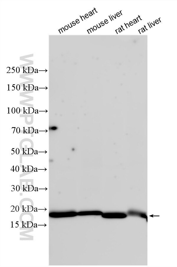 Various lysates were subjected to SDS PAGE followed by western blot with 16969-1-AP (MRPL20 antibody) at dilution of 1:1500 incubated at room temperature for 1.5 hours. Western Blot (WB) analysis of various lysates using MRPL20 Polyclonal antibody (16969-1-AP)