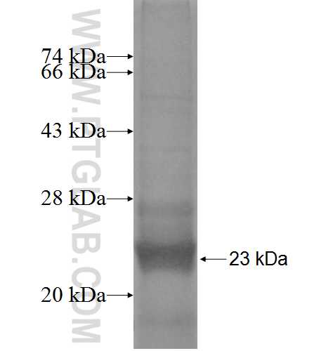 MRPL20 fusion protein Ag9160 SDS-PAGE