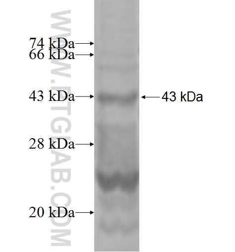 MRPL20 fusion protein Ag9288 SDS-PAGE