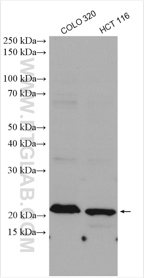 Western Blot (WB) analysis of various lysates using MRPL21 Polyclonal antibody (16978-1-AP)