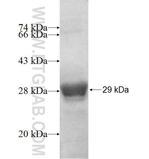 MRPL21 fusion protein Ag9807 SDS-PAGE