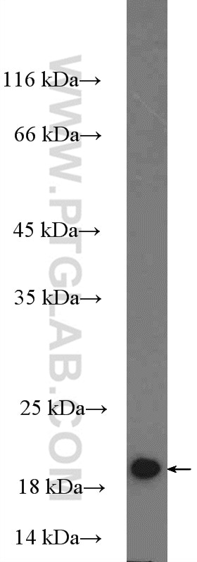 Western Blot (WB) analysis of PC-3 cells using MRPL22 Polyclonal antibody (16299-1-AP)