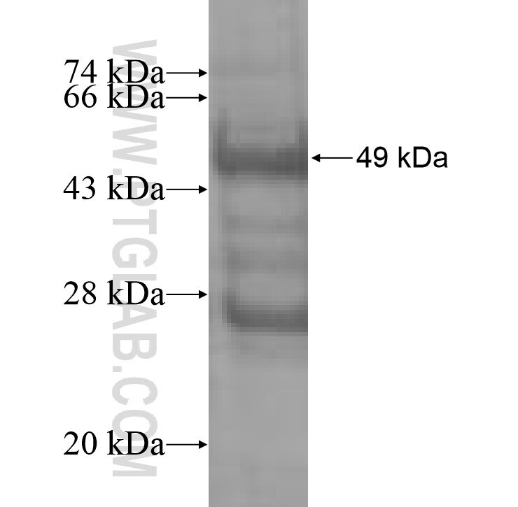 MRPL22 fusion protein Ag8899 SDS-PAGE