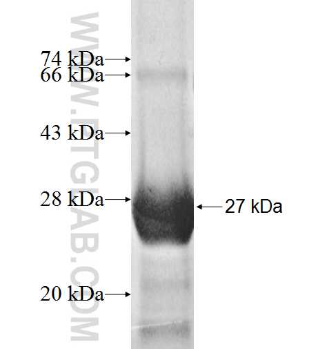 MRPL22 fusion protein Ag9196 SDS-PAGE