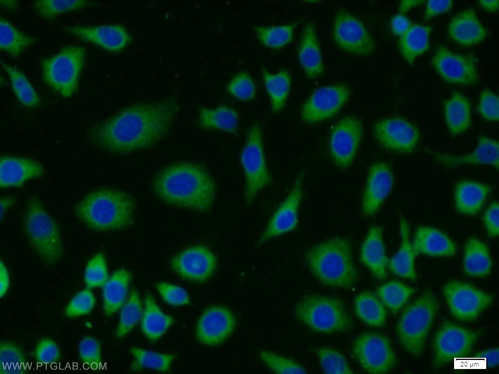 Immunofluorescence (IF) / fluorescent staining of MCF-7 cells using MRPL23 Polyclonal antibody (11706-1-AP)