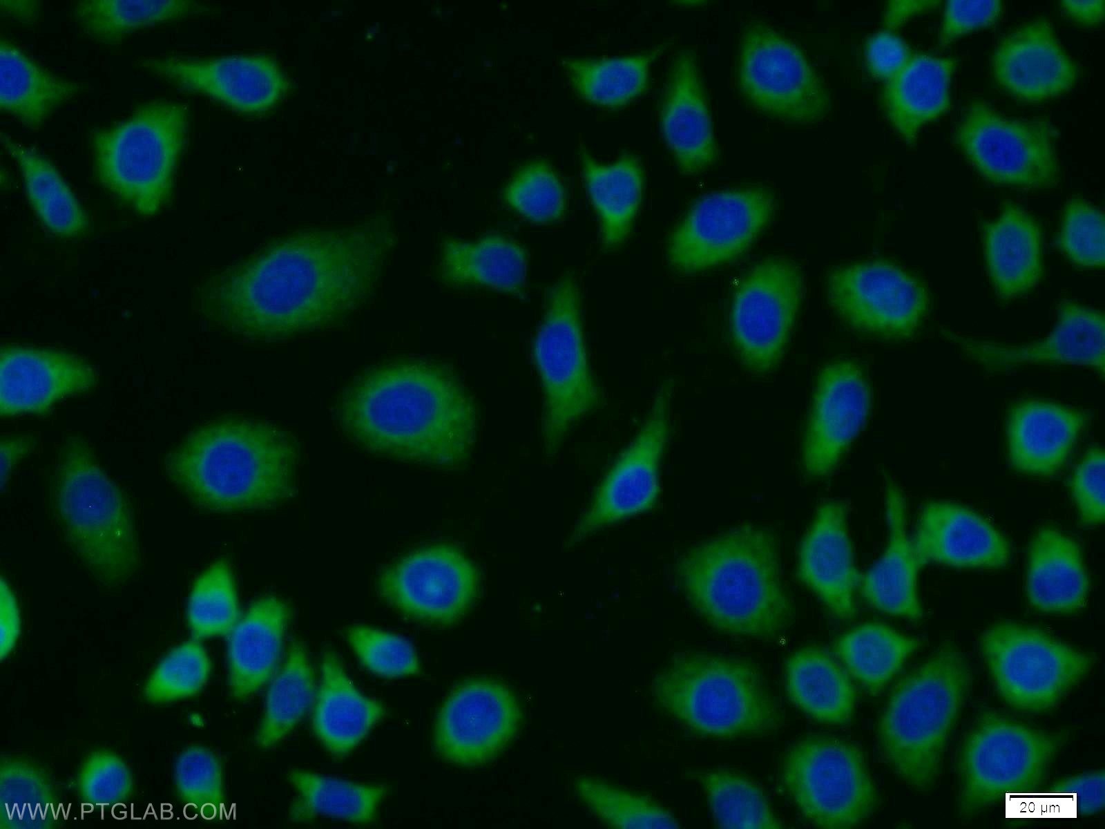 IF Staining of MCF-7 using 11706-1-AP