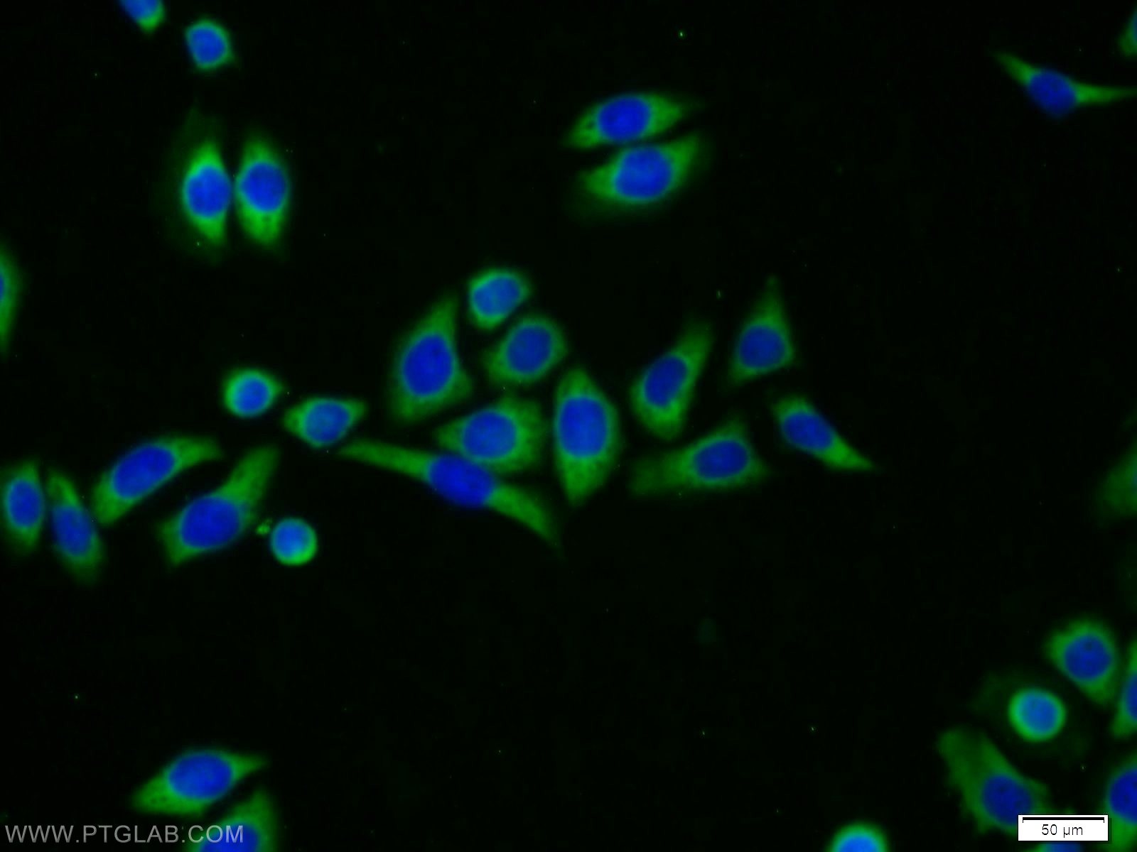 Immunofluorescence (IF) / fluorescent staining of PC-3 cells using MRPL23 Polyclonal antibody (11706-1-AP)