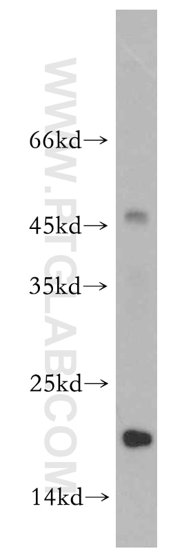 WB analysis of MCF-7 using 11706-1-AP