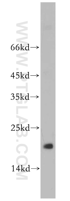 Western Blot (WB) analysis of PC-3 cells using MRPL23 Polyclonal antibody (11706-1-AP)