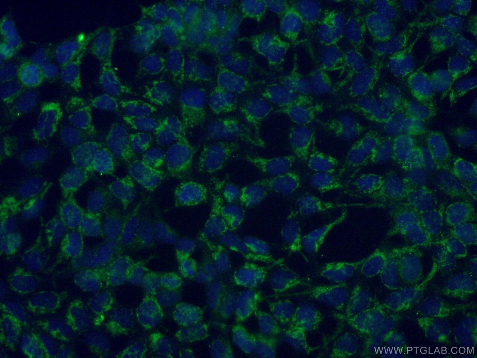 Immunofluorescence (IF) / fluorescent staining of HEK-293 cells using MRPL23 Monoclonal antibody (66595-1-Ig)