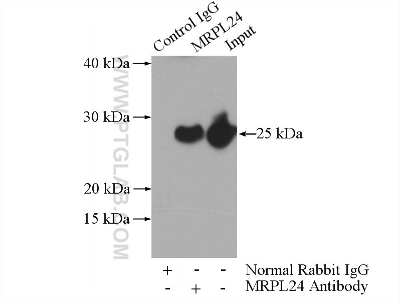 Immunoprecipitation (IP) experiment of HEK-293 cells using MRPL24 Polyclonal antibody (16224-1-AP)