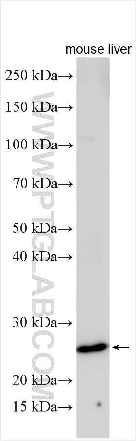 Western Blot (WB) analysis of various lysates using MRPL24 Polyclonal antibody (16224-1-AP)
