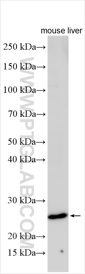 WB analysis using 16224-1-AP