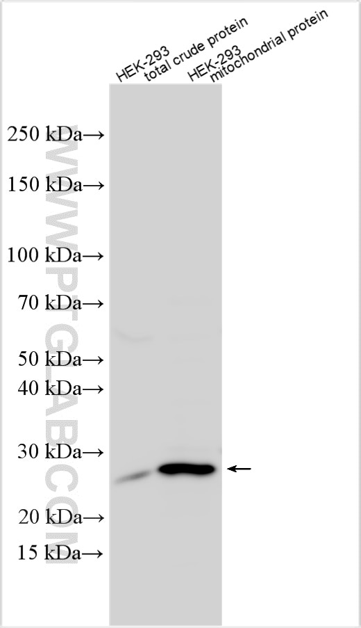 Western Blot (WB) analysis of various lysates using MRPL24 Polyclonal antibody (16224-1-AP)
