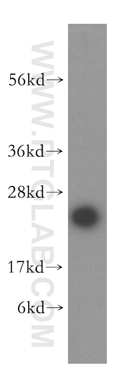 MRPL24 Polyclonal antibody