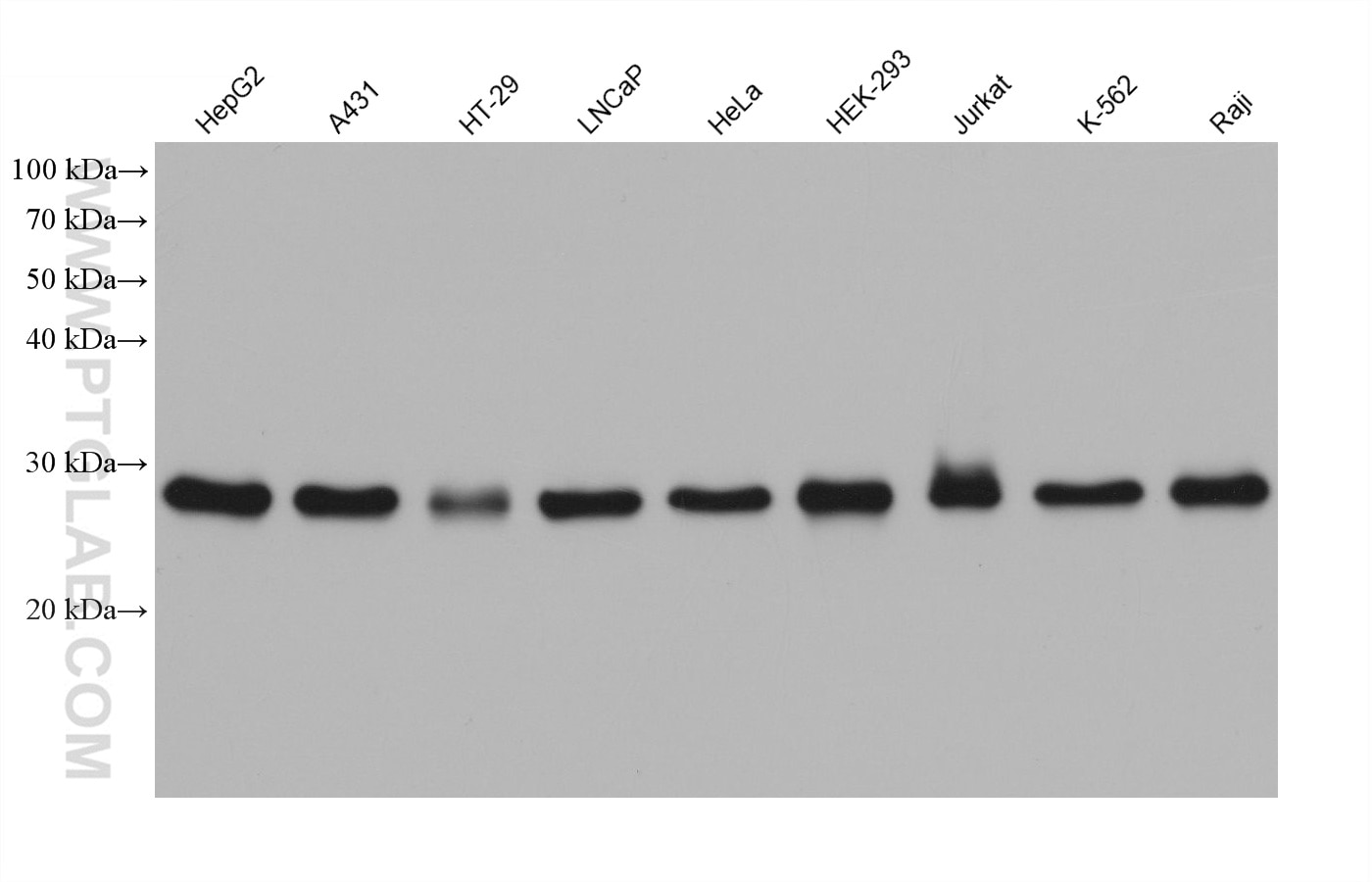 Western Blot (WB) analysis of various lysates using MRPL24 Monoclonal antibody (68556-1-Ig)