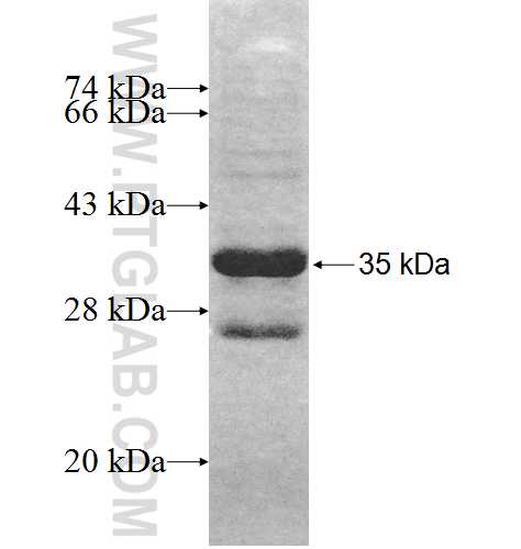 MRPL24 fusion protein Ag9576 SDS-PAGE