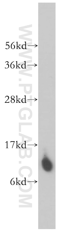Western Blot (WB) analysis of BxPC-3 cells using MRPL27 Polyclonal antibody (14765-1-AP)