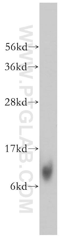 Western Blot (WB) analysis of A431 cells using MRPL27 Polyclonal antibody (14765-1-AP)