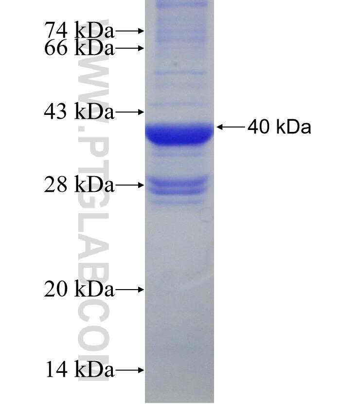 MRPL27 fusion protein Ag6527 SDS-PAGE