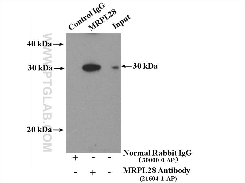 Immunoprecipitation (IP) experiment of mouse brain tissue using MRPL28 Polyclonal antibody (21604-1-AP)