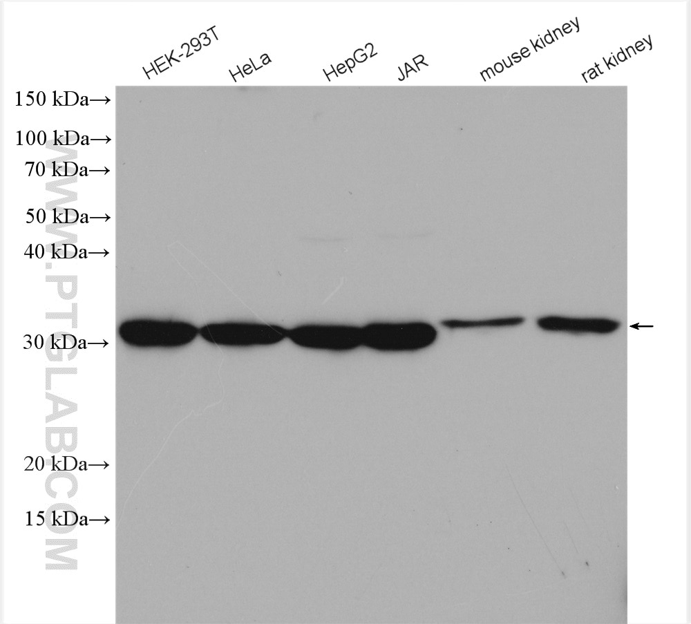 Western Blot (WB) analysis of various lysates using MRPL28 Polyclonal antibody (21604-1-AP)
