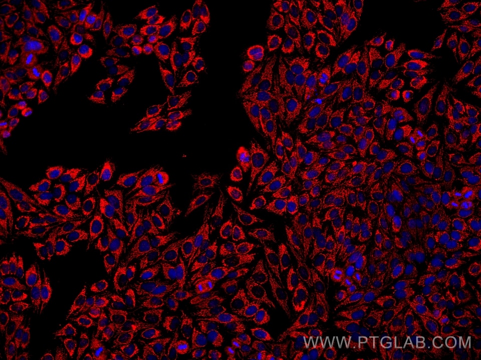Immunofluorescence (IF) / fluorescent staining of HepG2 cells using MRPL28 Monoclonal antibody (68467-1-Ig)