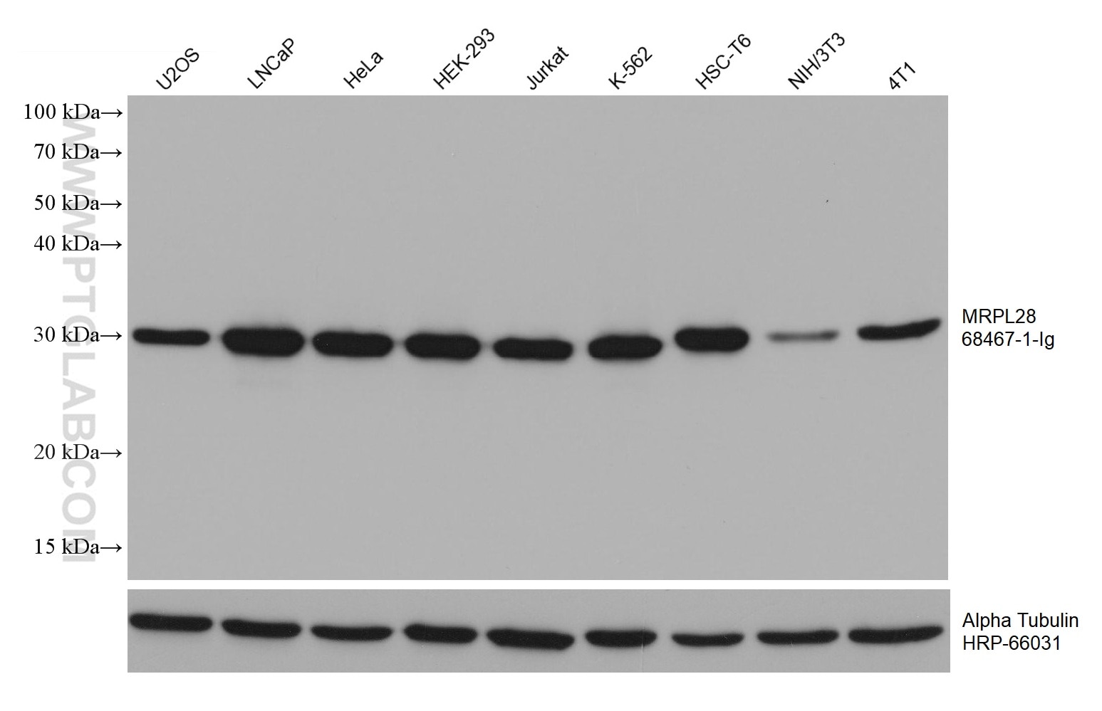 Western Blot (WB) analysis of various lysates using MRPL28 Monoclonal antibody (68467-1-Ig)