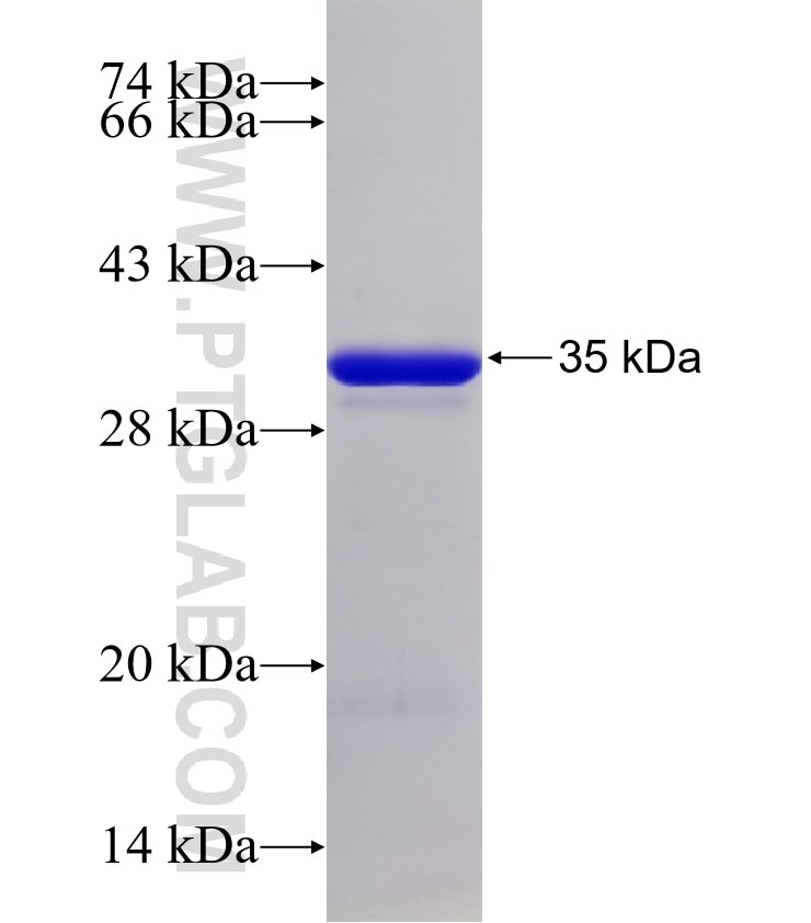 MRPL28 fusion protein Ag33198 SDS-PAGE