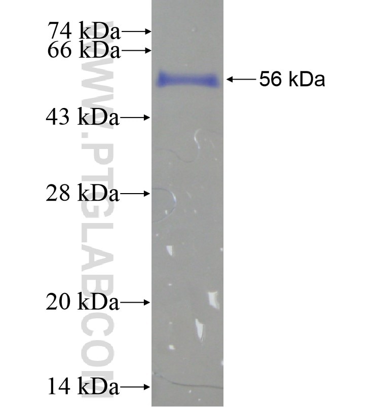 MRPL28 fusion protein Ag16224 SDS-PAGE