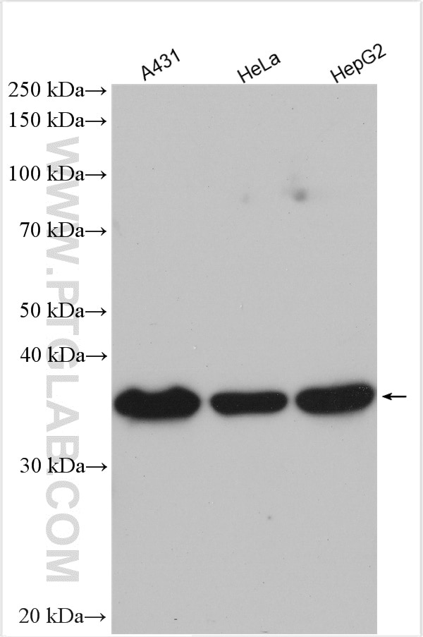 Western Blot (WB) analysis of various lysates using MRPL3 Polyclonal antibody (16584-1-AP)