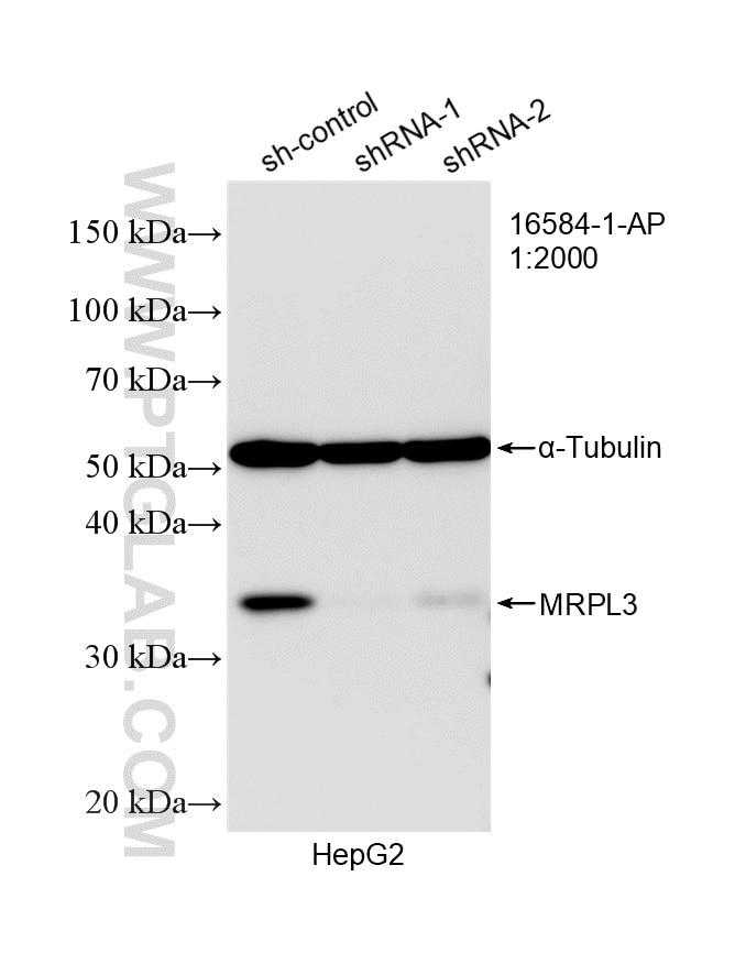 WB analysis of HepG2 using 16584-1-AP (same clone as 16584-1-PBS) Western Blot (WB) analysis of HepG2 cells using MRPL3 Polyclonal antibody (16584-1-AP)