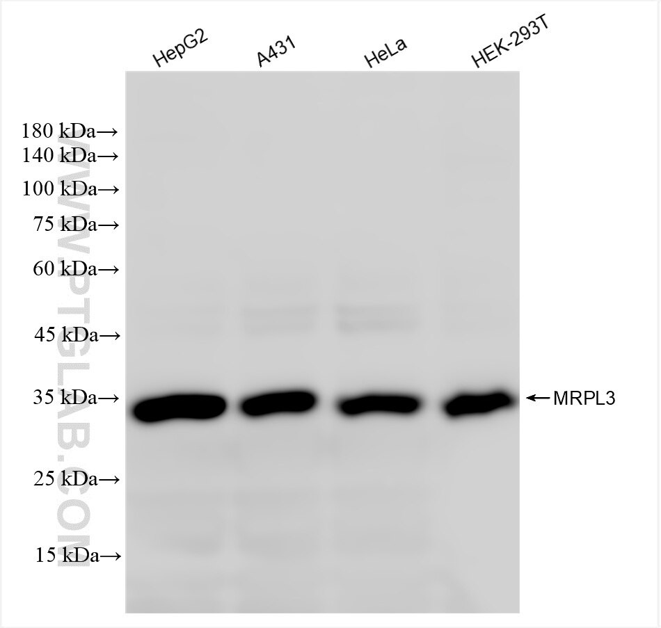 Western Blot (WB) analysis of various lysates using MRPL3 Recombinant antibody (85327-1-RR)