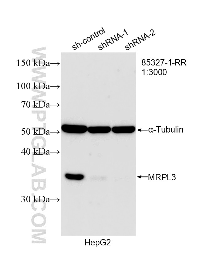 Western Blot (WB) analysis of HepG2 cells using MRPL3 Recombinant monoclonal antibody (85327-1-RR)