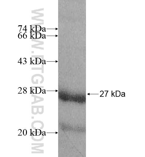 MRPL32 fusion protein Ag10946 SDS-PAGE