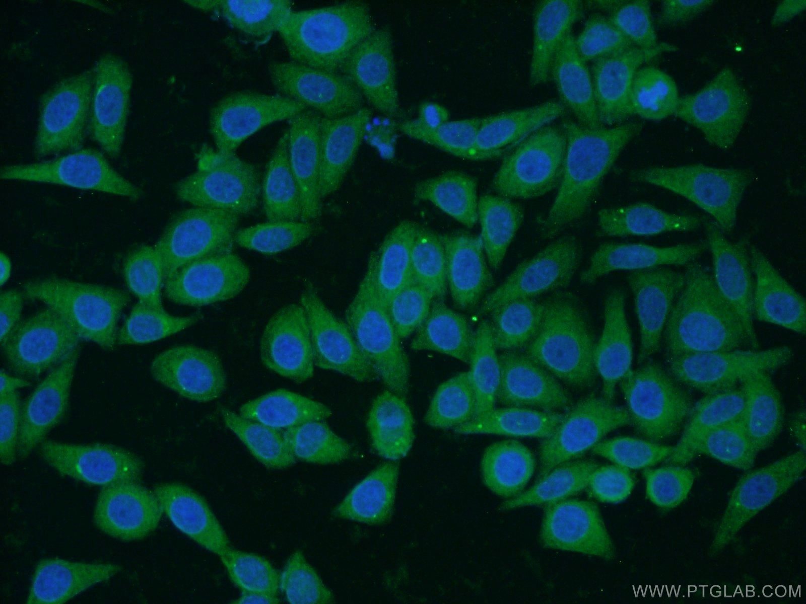 Immunofluorescence (IF) / fluorescent staining of HepG2 cells using MRPL33 Polyclonal antibody (23870-1-AP)