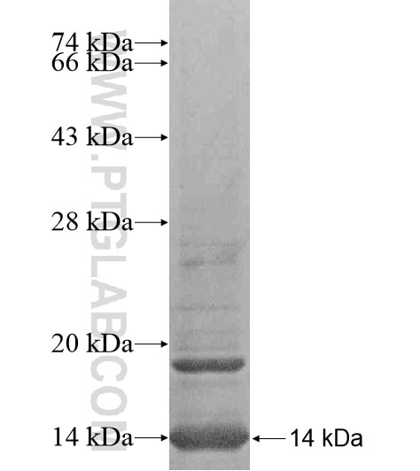 MRPL33 fusion protein Ag20921 SDS-PAGE