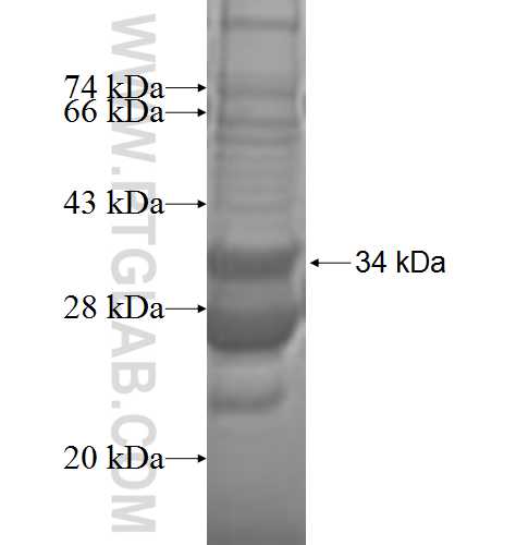 MRPL33 fusion protein Ag8796 SDS-PAGE