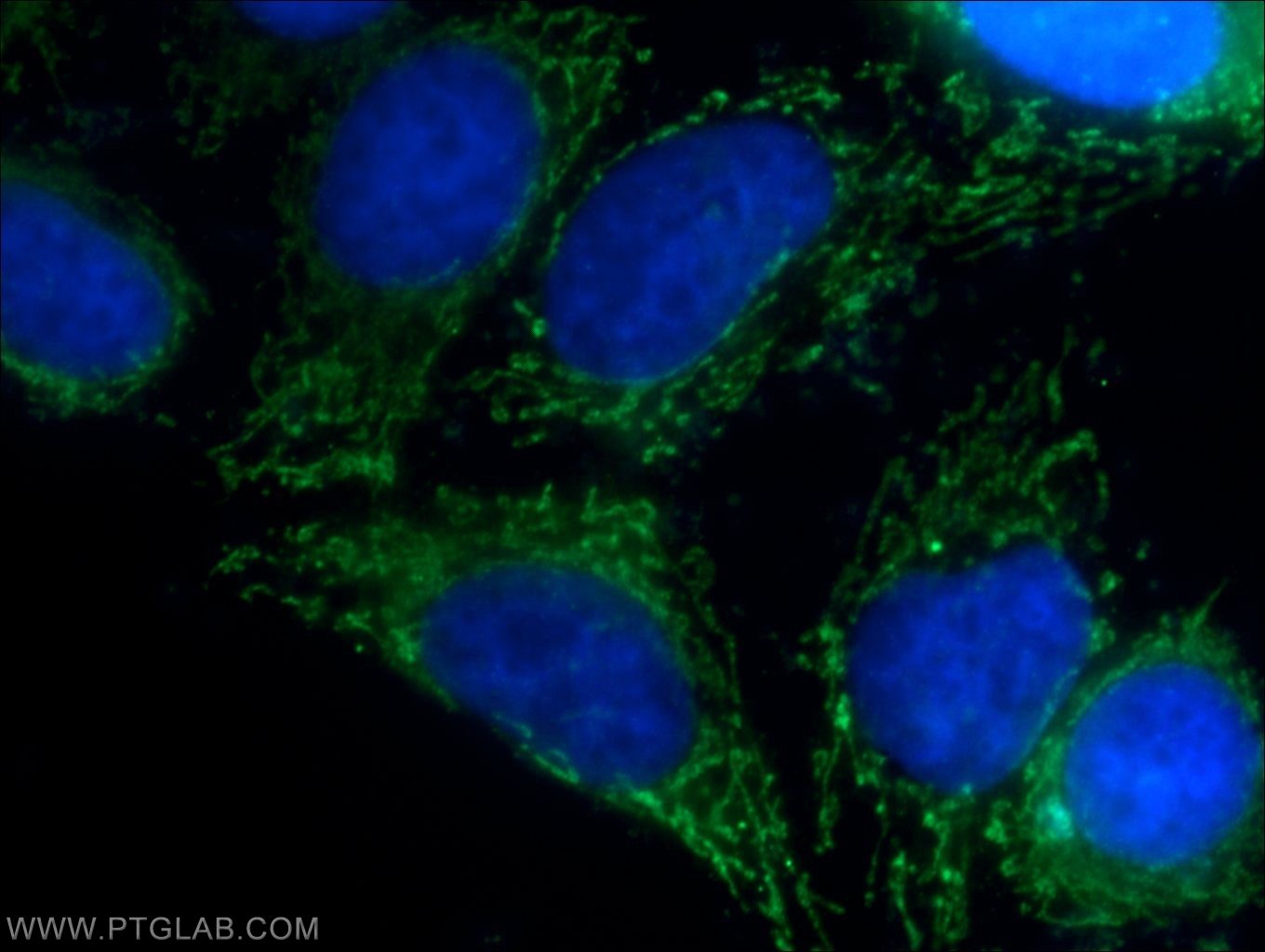 Immunofluorescence (IF) / fluorescent staining of HepG2 cells using MRPL34 Polyclonal antibody (15233-1-AP)